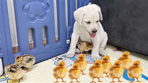 Labrador Retriever Meets Tiny Chicks For The First Time Youtube