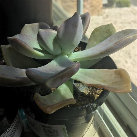 Cactus will surely survive weeks of no watering. Under Watered Succulent - Best Succulent Ideas