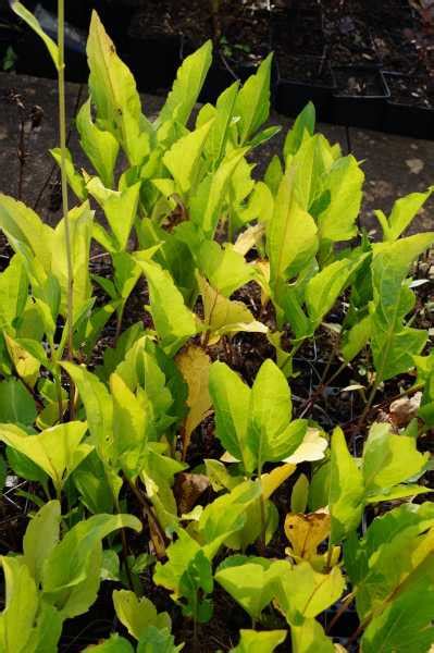 Check spelling or type a new query. Garten-Fallschirm-Sonnenhut - Rudbeckia nitida Juligold ...
