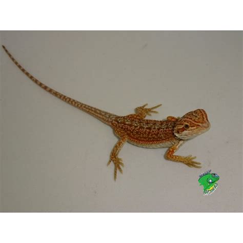 Red Dunner Bearded Dragon Baby Strictly Reptiles Inc