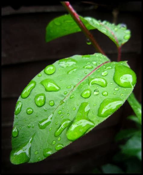 Rain Drops Falling Of The Leaf Leaf Photography Leaves Rain Drops