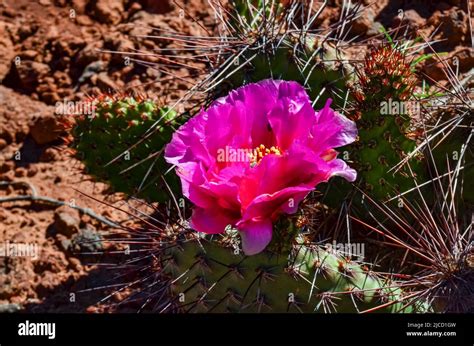 Flowering Cactus Plants Pink Flowers Of Opuntia Polyacantha In