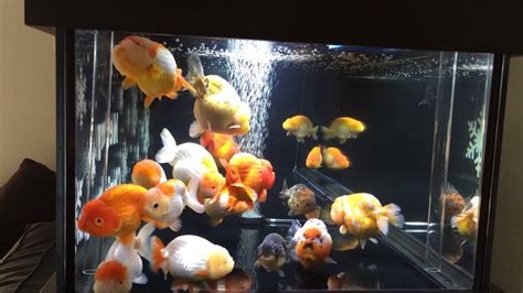 Ranchu Tank - YouTube