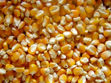 Animal Feed