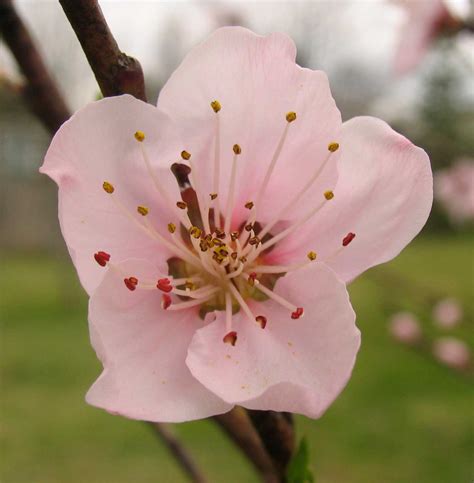 Poppular Photography Peach Blossoms April 2013