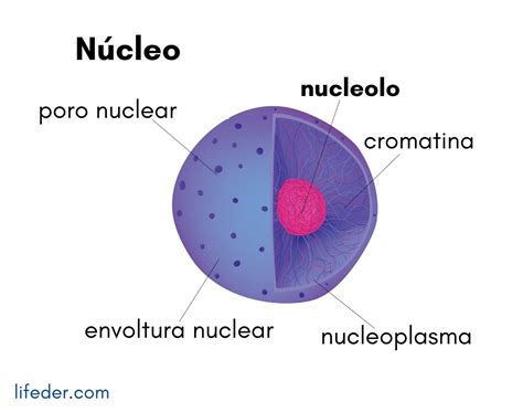 Nucleoplasma Qué Es Características Estructura Funciones Composición
