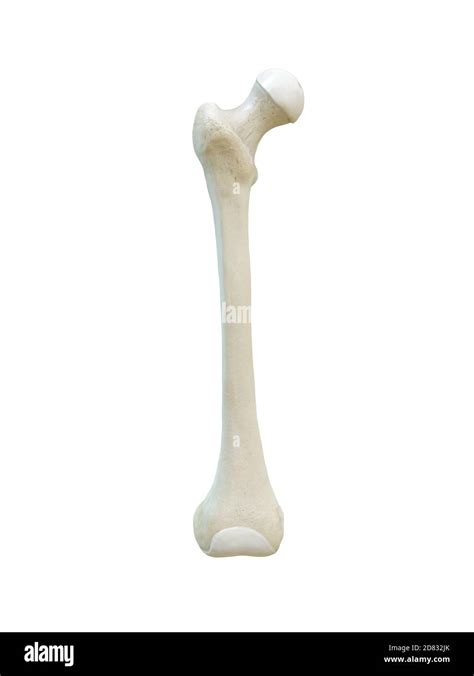 Right Human Femur Bone Anterior View White Background 3d Rendering