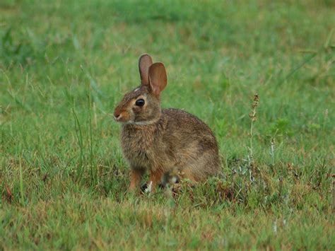 Cottontail rabbit (Sylvilagus) | Idaho Fish and Game