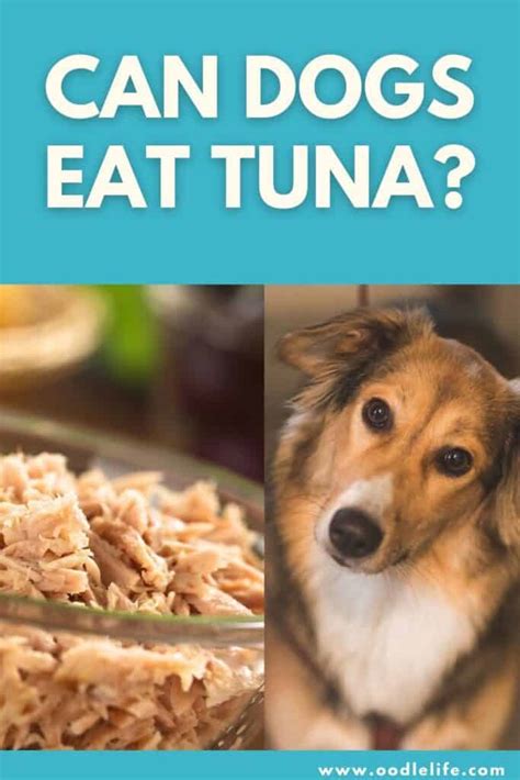 Can Dogs Eat Canned Tuna In Water