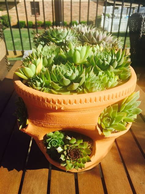 Hens And Chicks My Succulent Obsession Jb Succulents Hens And
