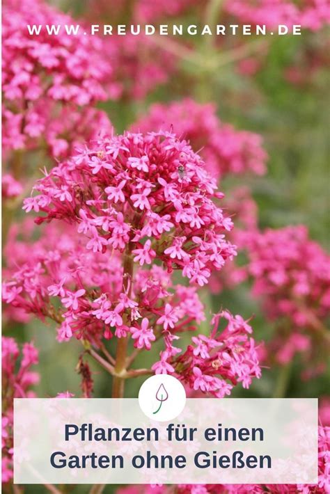 Maybe you would like to learn more about one of these? Pflanzen für trockene und sonnige Standorte | Pflanzen ...