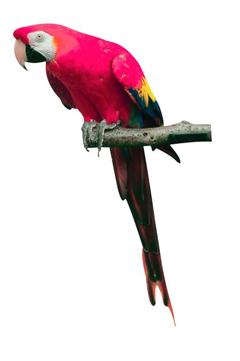 Parrot Png Images Free Pictures Download