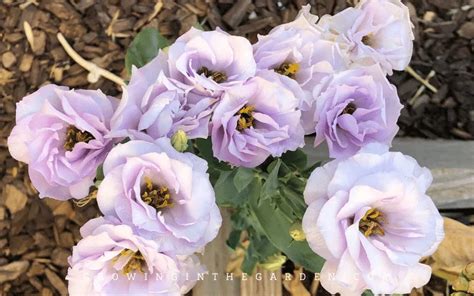 How To Grow Lisianthus 10 Tips For Growing Lisianthus Growing In The