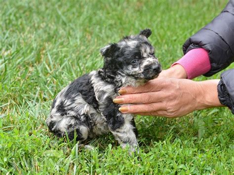 From stunning purebreds to unique designer breeds, our pupper selection includes various bloodlines, coat types, personalities, and colors. Poco - Mudi Puppy for sale | Euro Puppy