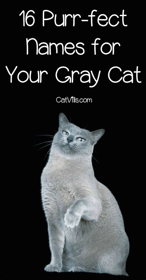 If you're looking for names for your male or female cat, this list offers more than 400 ideas to choose from. 16 Purr-fect Gray Kitten Names You'll Love | Kitten names ...