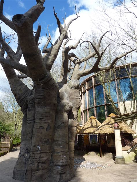 Baobab Tree Vollum Aviary Zoochat