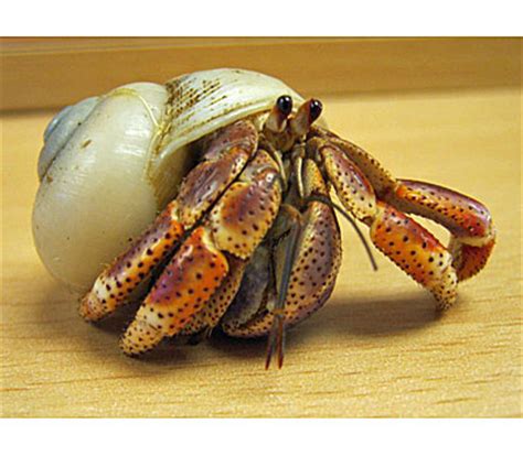 Carefully inspected for cracks selecting hermit crab shells by the opening size makes it easy to choose the right ones. Purple Pincher Hermit Crab - Invertebrates - Livestock - Blue Lizard Reptiles - Reptile Shop