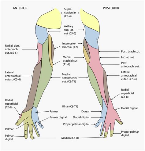 Dermatomal Distribution Of The Nerves Of The Hand A Dorsal B My Xxx