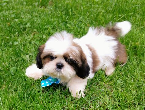 Shih Tzu Puppies For Sale Oxford Ct 298933 Petzlover