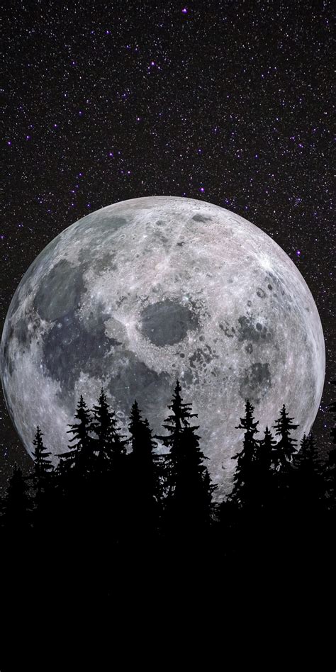 Full Moon 4k Wallpaper Forest Night Dark Starry Sky