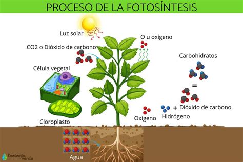 Las Plantas La Fotosíntesis
