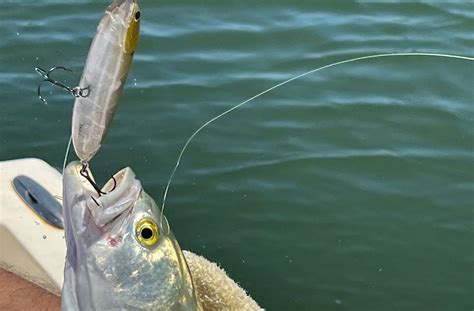 Top 5 Topwater Lures For Bluefish In 2023 Affordable Fishing Gear