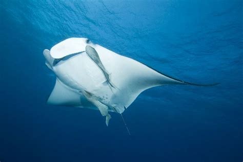 Reef Manta Ray Manta Ray Majestic Sea Flap Flap Giant Manta