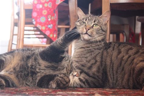 Please answer back because i'm confused to whether they are fighting and wouldn't want the 2month cat to be suffering the young cat is probably trying to play and the older one is probably getting mad. Why You Should Adopt Two Cats At Once