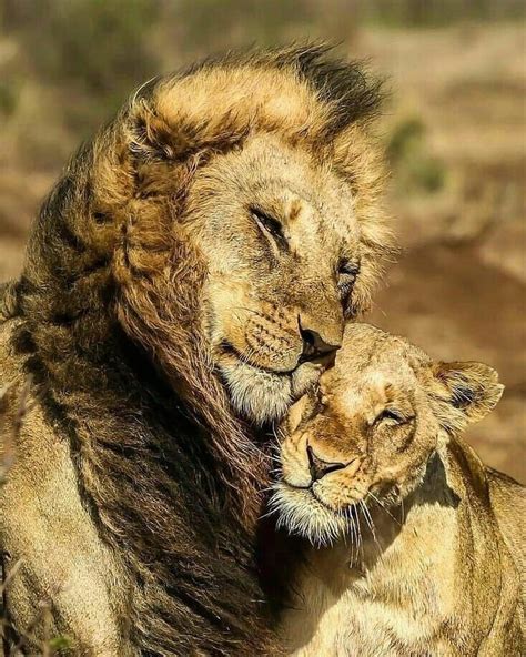 Queen Beside Her King Animals Lion Love Animals Beautiful