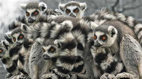 Lemur Hd Wallpaper Background Image 1920x1080