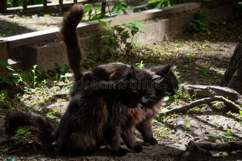 Two Black Cats Rubbing Against Each Other`s Heads Stock Image Image