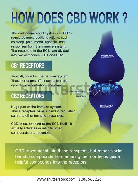How Does Cbd Work Human Endocannabinoid Stock Vector Royalty Free