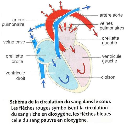 Chapitre La Circulation Du Sang Site De Cours De Coll Ge Et Lyc E En Svt