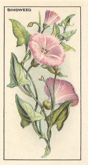 Bindweed Botanical Illustration Botanical Poster Flower Drawing