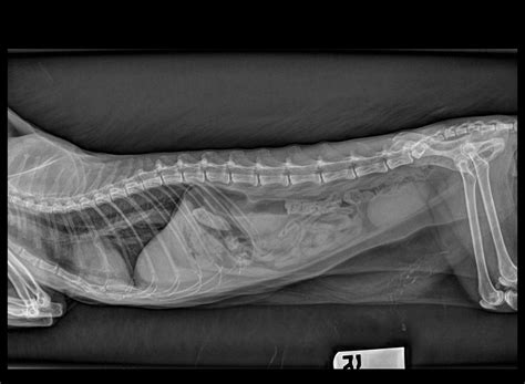 How much does it cost to get an xray for a cat? Radiology - Low Cost Veterinarian - Humane Vet Hospital of ...