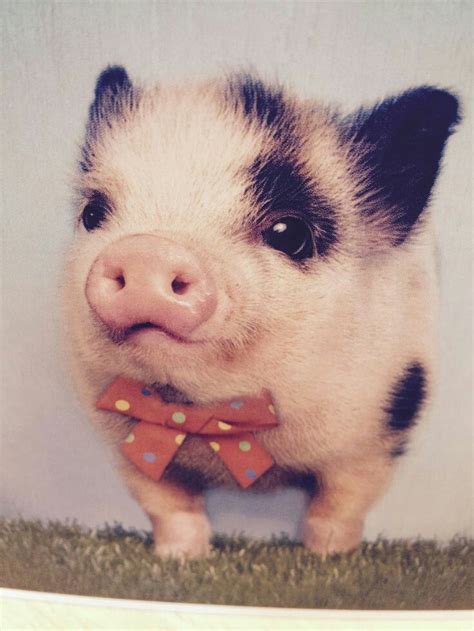 Cute little Piggy going to the ball. | Милые детеныши ...