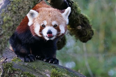 Royalty Free Photo Photo Of Red Panda Pickpik