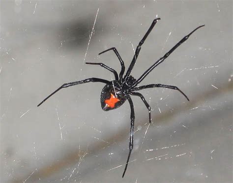 Of the 30,000 types of spiders, the black widow is probably the one best known and feared. Venomous and Deadly Spiders that Should Be Avoided | Survival Life