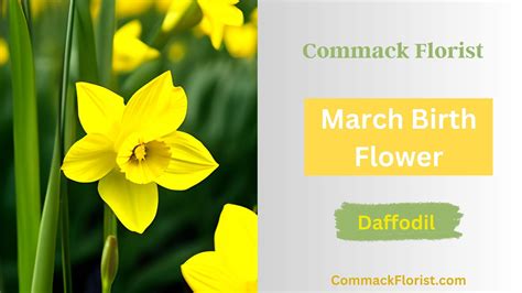 March Birth Flower Daffodil Meaning Commack Florist