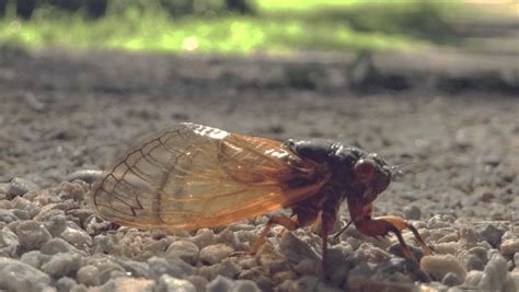 221 Massospora Cicadina Fungus Fact Friday