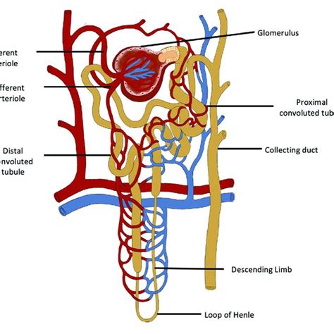 The Functional Unit Of The Kidney Is The Nephron Which Has A Complex