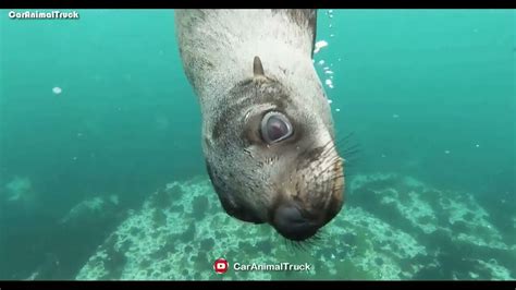 Binatang Laut Yang Lucu Singa Laut Anjing Laut Bintang Laut Penyu