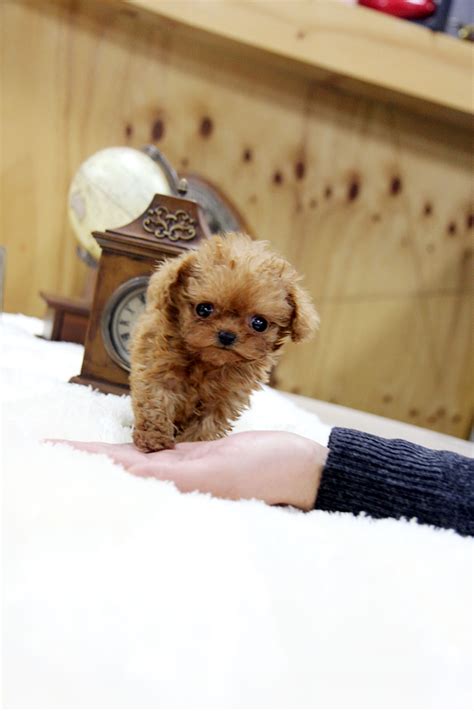 27 puppies who are too cute to be real. TEACUP PUPPY: ★Teacup puppy for sale★Teacup poodle Gretel for U!