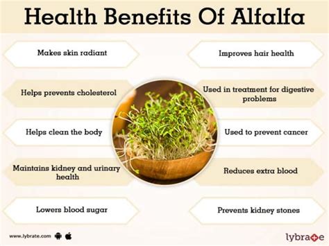 In this video, we will see how alfalfa helps boost our overall health! Alfalfa Benefits And Its Side Effects Lybrate