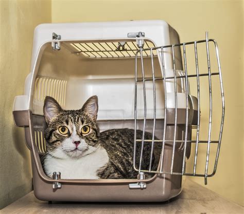 Rv'ers can and do travel with cats and they can bring a lot of joy and companionship, however if get your cat used to rv travel: Crate Training Cats? Absolutely. | Schertz Animal Hospital ...