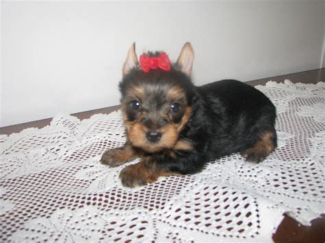 Because puppies are just too good and perfect for us to let anything happen to them ever. Precious Yorkies ( Pat Sproles) 17320 Poley Ridge Road, Livingston, LA, 70754