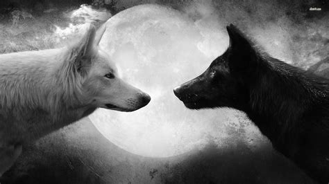 Black White Wolf Two Wolves Black Wolf Wolf Background