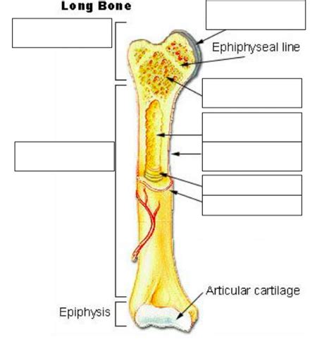 Label these parts of the digestive system. 31 Label The Long Bone - Labels Design Ideas 2020