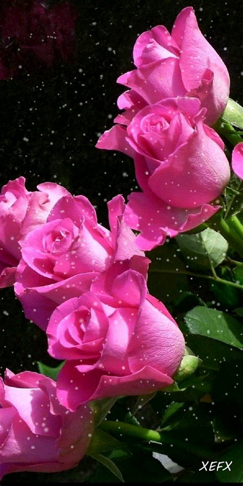Roses Flower Gif Roses Flower Sparkle Discover Share Gifs My Xxx Hot Girl