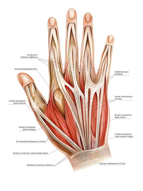 Tennis Hand Muscle